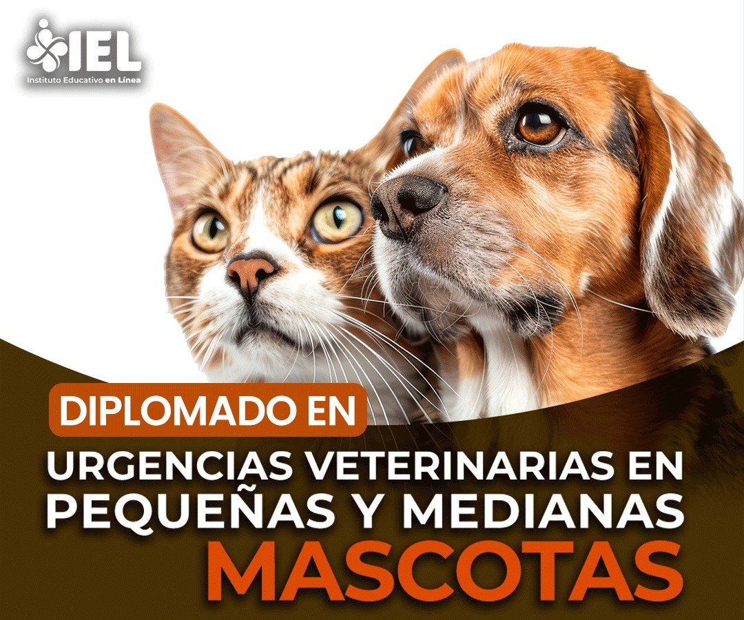 Encabezado 1