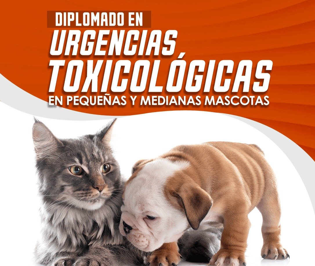 Encabezado 1